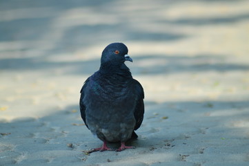 gray pigeons in the city park