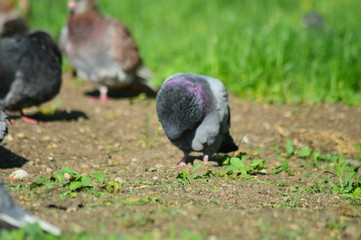 Obraz premium gray pigeons in the city park
