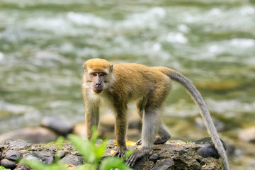 Obraz premium Crab-eating macaque walking by the river in Bukit Lawang, Sumatra, Indonesia.