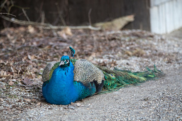 Fototapeta premium Portrait of a colourful peacock