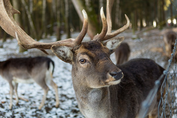 Closeup of a deer in snowy forest