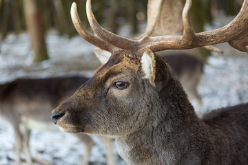 Closeup of a deer in snowy forest