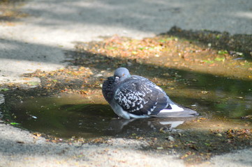 gray pigeons in the city park