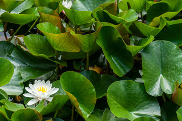 flower of water lily white hatched