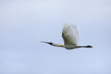 Royal spoonbill in flight, Taiaroa Head, Otago Peninsula, New Zealand.