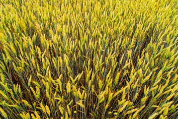 Fresh ripe wheat field background