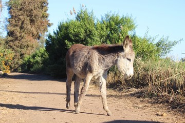 Funny happy baby donkey heading to field