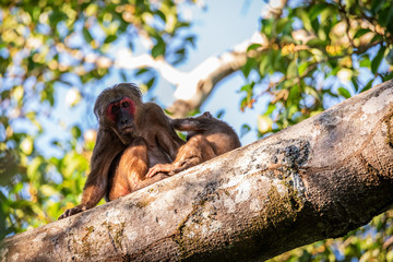 Macaca arctoides raising children on trees