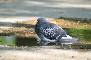gray pigeons in the city park