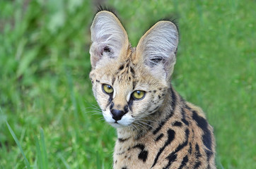 portrait of a serval © elizalebedewa