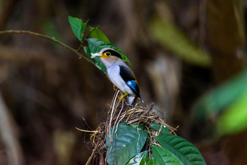 Silver-breasted Broadbill Bird standing on the nest