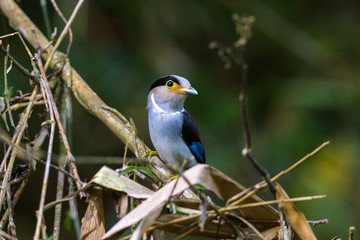 Silver-breasted Broadbill Bird standing on the nest