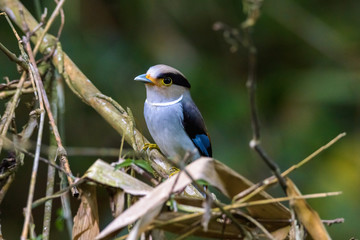 Silver-breasted Broadbill Bird standing on the nest