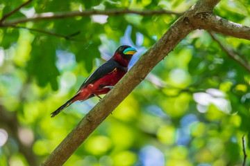 Black-and-red Broadbill on the tree