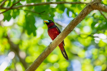 Black-and-red Broadbill on the tree