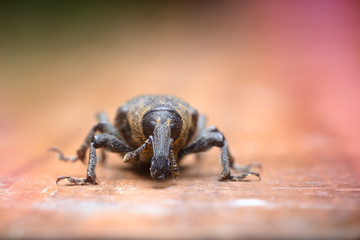 The frightened beetle weevil Curculionidae on a wooden red surface. Macro photography of insects, selective focus, copy space.