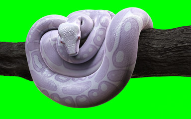 3d Illustration Boa Constrictor The World's Biggest Snake Isolated on Green Background with Clipping Path. Albino Anaconda.
