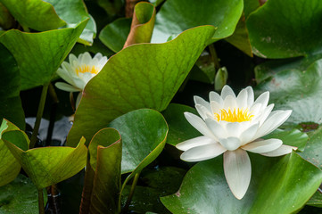 flower of water lily white hatched