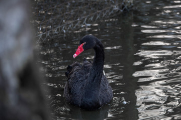 Fototapeta premium Black swan with red beak swims outside