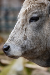 Fototapeta premium Rinderkopf