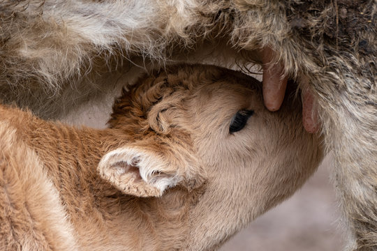 Kalb beim S&auml;ugen