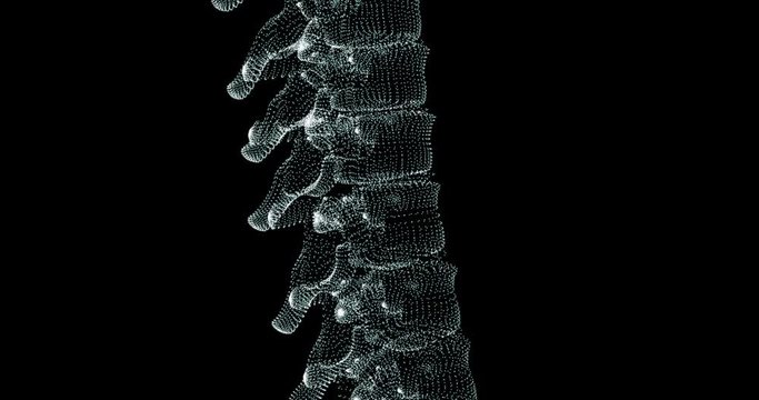 Representation screen 3d of human lumbar vertebrae in the human body - loop