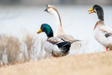 Mallards & a goose in the park