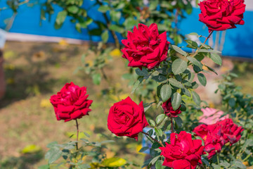 A rose is a woody perennial flowering plant of genus Rosa family Rosaceae has shrubs sharp prickles. A sun loving blooms in spring winter summer. Popular for garden bouquet. Symbol of love friendship
