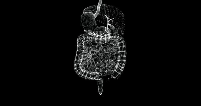 Hologram representation screen 3d of human digestive system - loop
