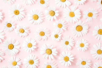 Obraz premium Flowers composition. Pattern made of chamomile, petals, leaves on pink background. Flat lay, top view, copy space