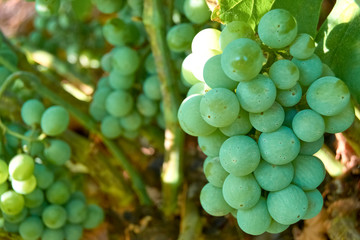 bunch of white grapes in the bush.