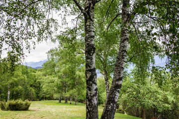 Fototapeta premium Birch tree, Maggiore lake, Italy, Lombardy