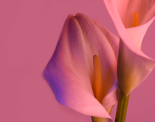 Beautiful flower calla with beautiful neon light on a pink background. Two beautiful flowers.
