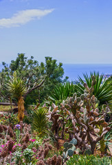 Tropical plants in Madeira island botanical garden Monte, Portugal