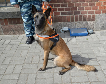 Guard dog in equipment with the inscription Police. The Russian text - Police