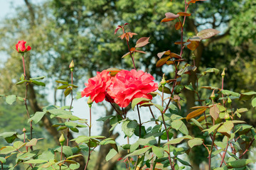 Fototapeta na wymiar A Red rose - Genus Rosa family Rosaceae. An shrubs with stems sharp prickles. It is a sun loving plant Blooms in spring summer. Its symbol of friendship perfect for attracting butterflies honey bees.
