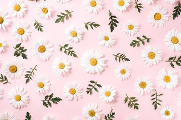 Flowers composition. Pattern made of chamomile, petals, leaves on pink background. Flat lay, top view, copy space