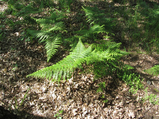 Lady fern ( Athyrium filix-femina ) plants in the forest . Tuscany, Italy