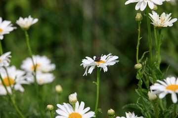 field of daisies - 6