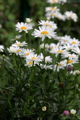 field of daisies - 8