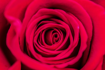 red rose