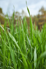 close up view of light green grass on forest background