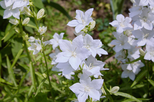 White-flowered bells Alba (Campanula)  in bloom outdoors
