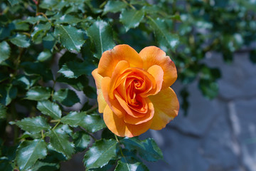 blooming orange rose growing in the garden close up