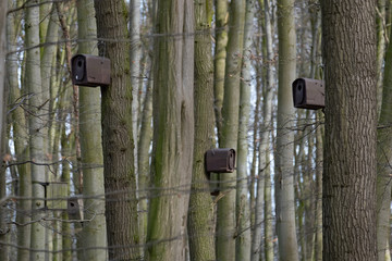 Vogelkästen im Mischwald