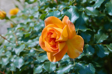 blooming orange rose growing in the garden close up