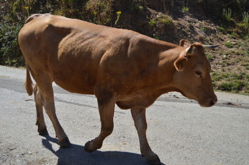 Portrait Of A Brown Cow Mountains In Galicia Fence Of Valleys Pine Forests Meadows And Forests Of Eucalyptus In Rebedul. August 3, 2013. Rebedul, Lugo, Galicia, Spain. Rural Tourism, Nature.