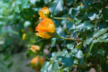 blooming orange rose growing in the garden close up