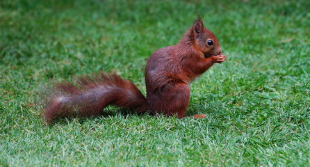 Eichhörnchen,Hörnchen,Baumhörnchen,Squirrel © Heiner Witthake