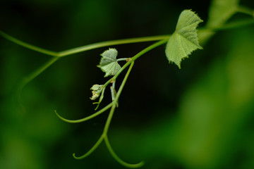 Plant in summer garden